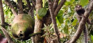 a papaya tree with a bird on it at Hostel do Morro in Florianópolis