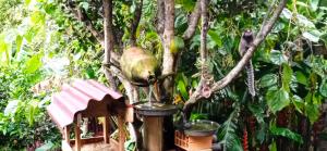 a bird perched on top of a bird house in a tree at Hostel do Morro in Florianópolis
