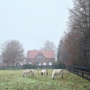 three horses grazing in a field in front of a house at Hoeve de Snippert in Groenlo