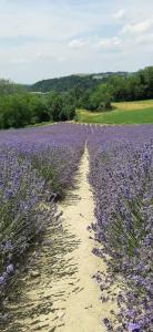 un camino de tierra en un campo de flores púrpuras en B&B Mermaid n 16/a, en Treiso