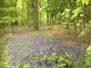 un campo de flores púrpuras en el bosque en Beck Hill Cottage In Brandsby en York