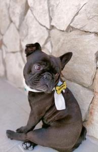 a small dog wearing a bow tie sitting next to a stone wall at Nanà Maison in Nardò