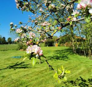 a tree with pink flowers on a green field at ''Op Stok" in Bergen