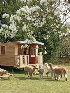 a group of sheep standing in front of a cabin at Roulottes Les Alpaguettes in Saint-Romain-de-Benet