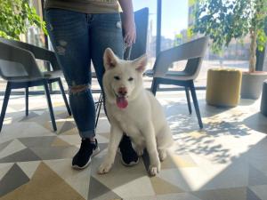 a woman walking a white dog on a leash at Ibis Kaunas Centre in Kaunas