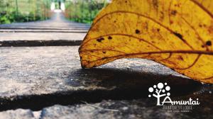 a yellow leaf laying on the road at AMUNTAI RAINFOREST LODGE in Palora