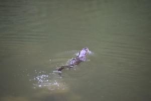 a alligator floating in the water in the water at AMUNTAI RAINFOREST LODGE in Palora