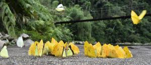 a group of yellow paper butterflies on the ground at AMUNTAI RAINFOREST LODGE in Palora +51 photos