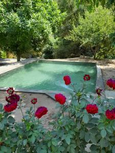 a swimming pool with red flowers in front of it at FOREST Guest House in Mirzakishlak