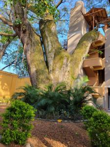 un grande albero di fronte a un edificio di Real Guanacaste a San Pedro Sula