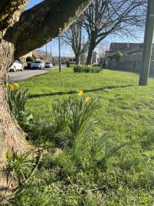 uma árvore num campo de relva com flores amarelas em HEBE COTTAGE - Idyllic and homely with attention to detail em Atworth