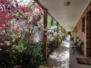 a corridor with flowers on the wall of a building at Eildon Parkview Motor Inn Room 9 in Eildon