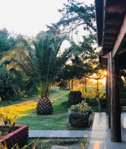 a palm tree in the yard of a house at Estancia San Carlos in Luan Toro