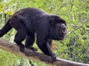 Animales en el apartamento o alrededores