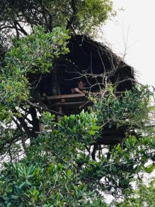 a man in a tree house in a tree at Jungle Tree Hut Anuradhapura Sri Lanka in Anuradhapura