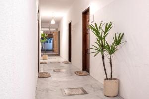 a hallway with a potted plant in a building at Pousada Nativa Jeri in Jericoacoara