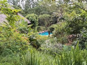 a swimming pool in the middle of a garden at Nature Lovers Paradise in Gillitts