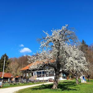 drzewo z białymi kwiatami przed budynkiem w obiekcie Schatzbergalm Pension w mieście Dießen am Ammersee