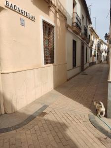 a cat sitting on a sidewalk in front of a building at Casa de la Escalera in Córdoba