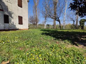 a field of grass with yellow flowers in front of a building at Ca degli Aironi in Cittànova