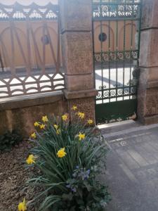 a plant with yellow flowers in front of a gate at Olly&Asia home in Imola