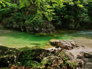 a river with green water and some rocks and trees at Cozy Little Apartments in Ig