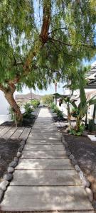 a tree hanging over a walkway in a yard at Villa Harmony in Charco del Palo