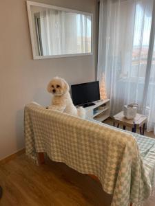 a dog sitting on the back of a bed at Soleil des Marquises in Frontignan
