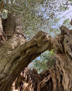 un primo piano del tronco di un albero di Masseria Giamarra a Carpignano Salentino