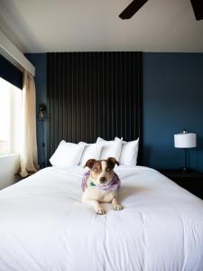 a dog sitting on top of a white bed at Balanced Rock Inn in Fruita
