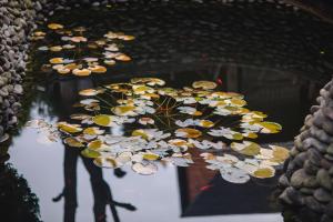 a reflection of a bunch of flowers in a mirror at Kolyba Opryshkiv in Nizhneye Selishche +167 photos