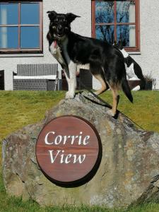 un perro parado sobre una señal de piedra en Corrie View en Invergarry