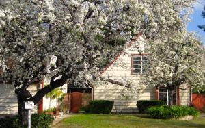 a flowering tree in front of a white house at Coastal Hideaway in Carlsbad