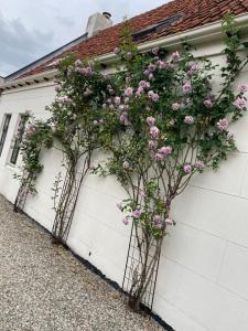 un garaje blanco con flores rosas creciendo en él en Van Zweeden Verhuur, en Biggekerke