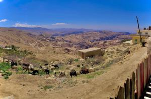 una manada de animales pastando en un campo junto a una valla en Petra NefNaf Hostel, en Wadi Musa