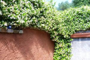 Vonkajšia záhrada v ubytovaní Corfu Town Garden Cottage