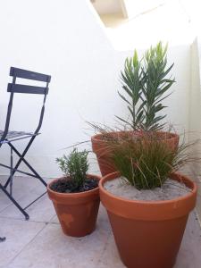three plants in pots sitting next to a chair at Studio cabine en bord de plage in Marseillan