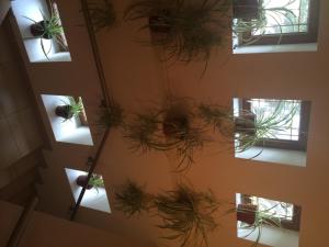 einen Überblick über Topfpflanzen in einem Gebäude in der Unterkunft Hotel Fiama in Oţelu Roşu