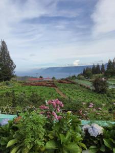 ブラスタギにあるVilla Gunung Mas Blok E No 3 A Berastagi Viewのピンクの花の庭園を望む