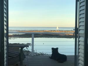 einem Hund, der auf einer Veranda mit Meerblick sitzt in der Unterkunft Palm Villa Cottage in Kommetjie