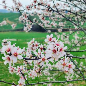 Zahrada ubytování Casa rural Cal Codina