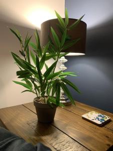 a plant sitting on a table next to a lamp at Kirkby House, 3 bedroom, sleeps up to 7 with sofa bed, holiday, corporate, contractor stays in Kirkby in Ashfield