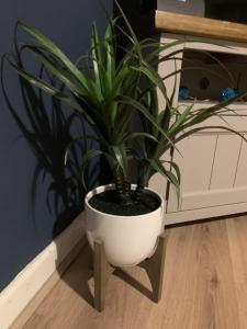 a plant in a white pot sitting on a floor at Kirkby House, 3 bedroom, sleeps up to 7 with sofa bed, holiday, corporate, contractor stays in Kirkby in Ashfield