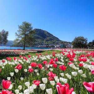 a field of flowers with a mountain in the background at One Only central City Penthouse in Lugano