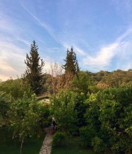 a garden with trees and bushes and a blue sky at Kamarca House Hotel in Ortaca