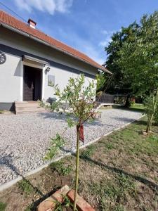 Zahrada ubytování House Kupa MB