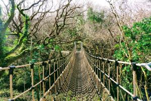 a suspension bridge in the middle of a forest at Fernwood in Clifden