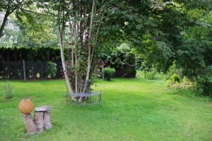 a tree in a yard with a bench next to a tree at Ferienhaus an der Wiese in Lühmannsdorf