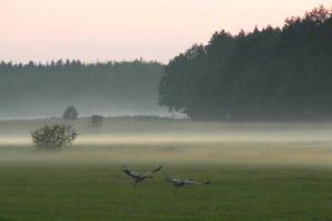 two birds flying over a field in a field at Ferienhaus an der Wiese in Lühmannsdorf