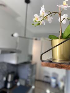 a potted plant on a shelf in a kitchen at Angel Apartment Taczaka in Poznań